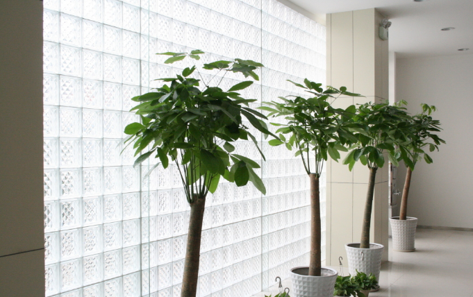 上海办公室装修设计中发财树的作用与价值探讨